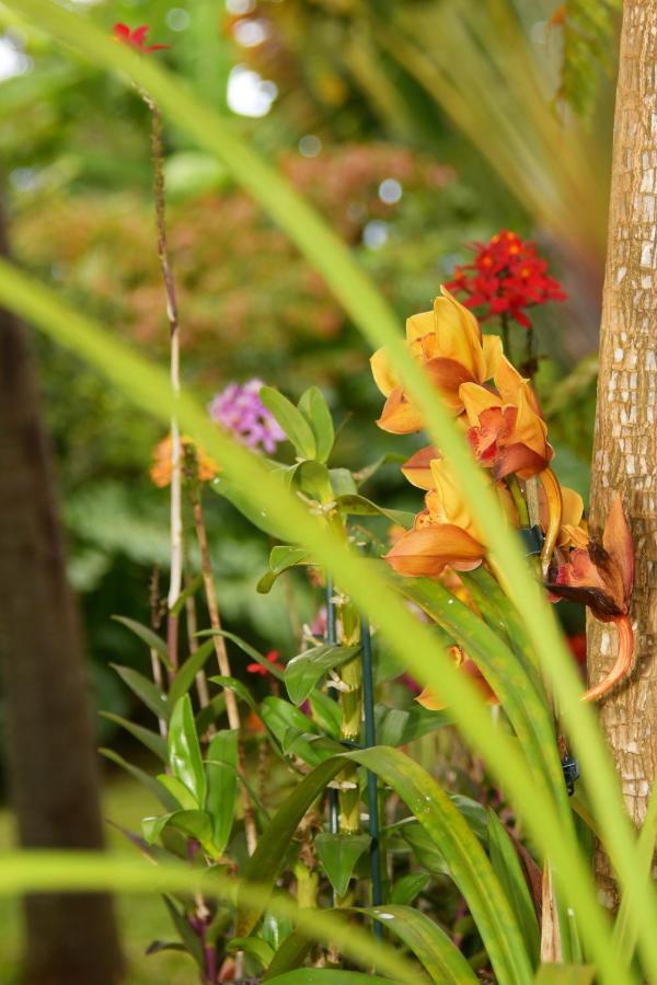 Bed and Breakfast Le Jacaranda Du Guillaume Le Guillaume Exterior foto